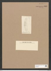 Diatomeae indet. Zeichnungen Sammlung Grunow Nr. 3322 (NHMW-BOT-W0370822)